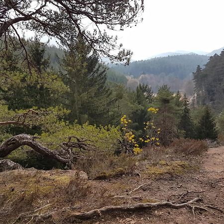 Ferienwohnung Waldliebe Hinterweidenthal Eksteriør billede